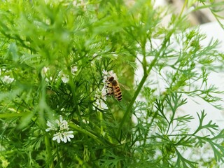 Closeup of an eastern honey bee, apis cerana, on a plant
