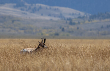 Pronghorn Antelope Buck in Autumn in Wyoming