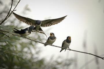 bird, natur, wild lebende tiere, baum, tier, schnabel, 