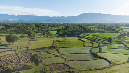 Beautiful green rice fields in the morning and mountains in the background, Aceh province, Indonesia.
