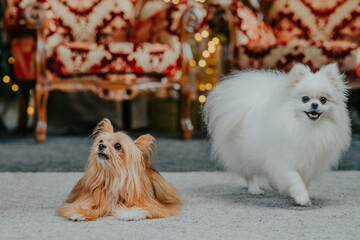 Cute little Spitz dogs on carpet Christmas three background. New year dog. Christmas dog.