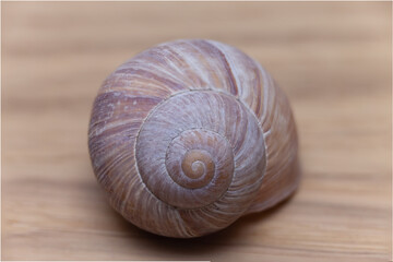 Latvian conch shell in the forest, macro	
