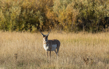 Pronghorn Antelope Buck in Autumn in Wyoming