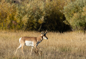Pronghorn Antelope Buck in Autumn in Wyoming