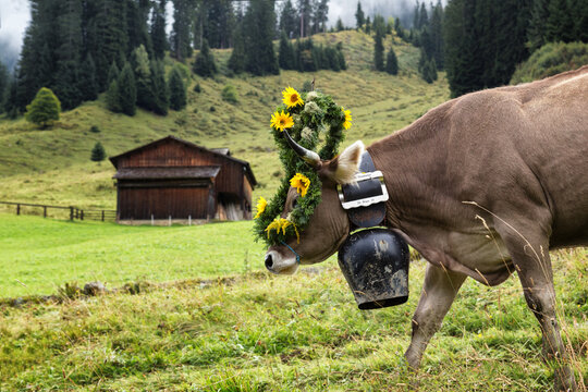 Geschm&uuml;ckte Kuh bei Almabtrieb (Montafon / Vorarlberg / &Ouml;sterreich)