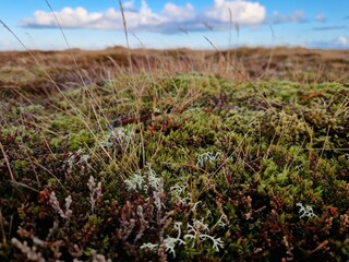 Icelandic moss