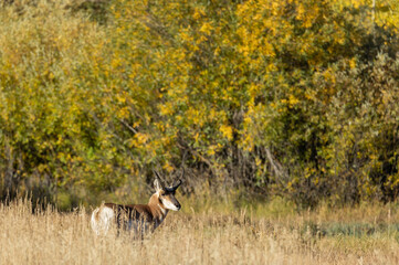 Pronghorn Antelope Buck in Autumn in Wyoming