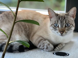 Katze Siam Blue Tabby Point