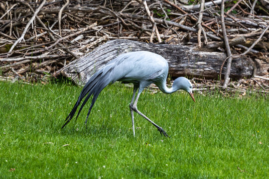 The Blue Crane, Grus paradisea, is an endangered bird