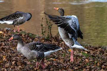 The greylag goose, Anser anser is a species of large goose