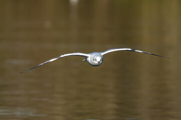 The European Herring Gull, Larus argentatus is a large gull