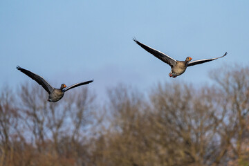 The flying greylag goose, Anser anser is a species of large goose
