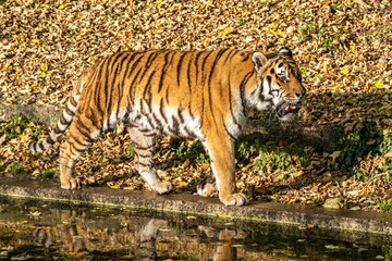 The Siberian tiger,Panthera tigris altaica in the zoo