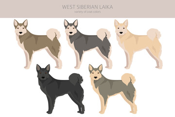 Naklejka premium West Siberian Laika clipart. All coat colors set. All dog breeds characteristics infographic