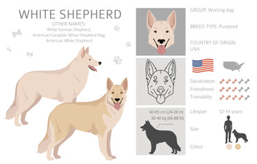 White Shepherd clipart. All coat colors set.  All dog breeds characteristics infographic