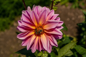 Obraz premium Lilac color dahlia flower with bees