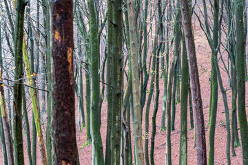 Obraz premium Daher Felsenland in der Pfalz. Wandern im Herbst