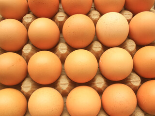 Raw chicken eggs in carton tray, closeup
