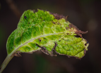 Decaying leaf in neighborhood garden, Buckhead, Atlanta, Georgia