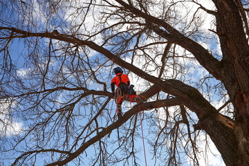 Tools and equipment. Tree Surgeon. Removal of the emergency Oak tree.