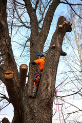 Tools and equipment. Tree Surgeon. Removal of the emergency Oak tree.