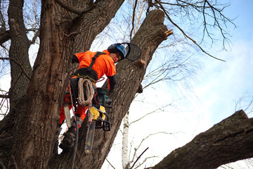 Tree surgeon. Working with a chainsaw. Sawing wood with a chainsaw.	