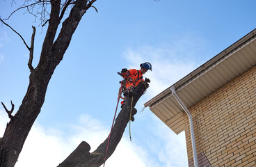 Tools and equipment. Tree Surgeon. Removal of the emergency Oak tree.