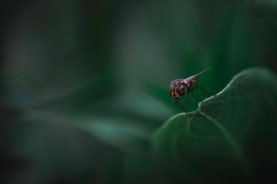 Macro shot of a fly standing on a leaf with blurred green background