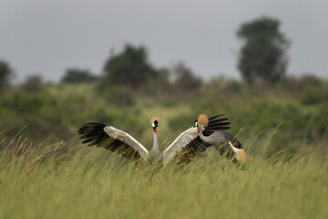 Grey crowned crane in the Murchison Falls national park. Balearica regulorum during wedding dance. Safari in Uganda.