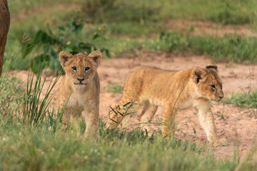 Fototapeta na wymiar Lion in the Murchison Falls National park. Panthera leo lays in the grass. Safari in Uganda.