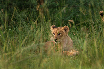 Lion in the Murchison Falls National park. Panthera leo lays in the grass. Safari in Uganda.