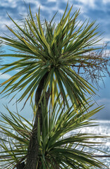 Palm tree near sea beach against blue sky background.