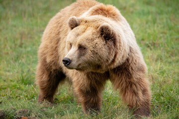 Obraz na płótnie Canvas Brown bear in the meadow
