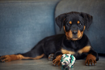 Puppy rottweiller doglying down looking me