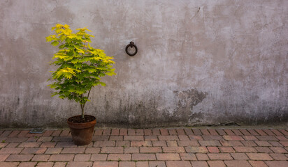 Small Acer tree in a terracotta pot on a paved driveway in front of a light coloured wall