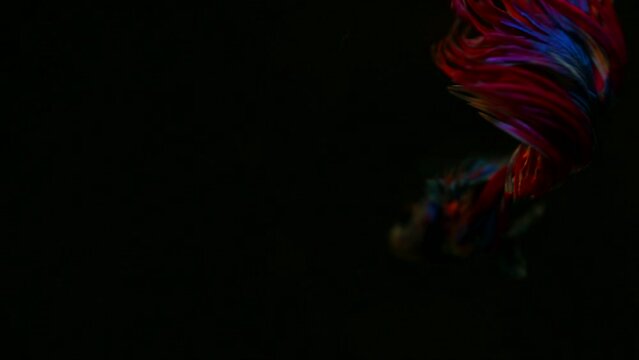 The colorful Siamese Elephant Ear Fighting Fish Betta Splendens, also known as Thai Fighting Fish or betta, a popular aquarium fish in super slow motion on isolated black background