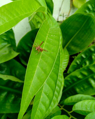 Bee sitting in green leaves plant, nature photography, natural background , bug on a leaf