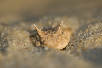 vipere a cornes ou vipere cornue (cerastes cerastes) 