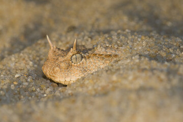vipère a cornes ou vipère cornue (cérastes cérastes) 