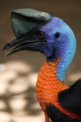 casoar unicaronculé (casuarius unappendiculatus)(casuariidae)