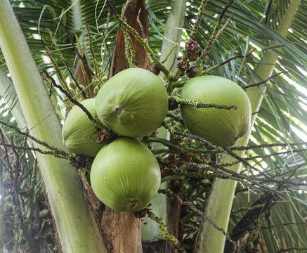 coconut fruit hanging on the tree very densely. young coconut hanging on the tree, green coconut