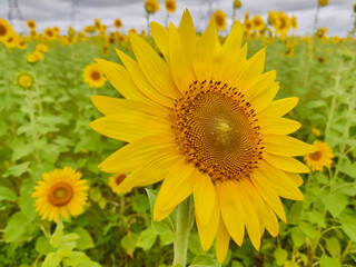 Sunflower fields