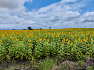 Fototapeta na wymiar Sunflower fields