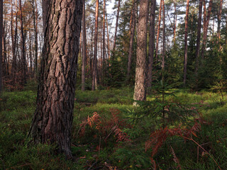 Marburg Herbstwald Spaziergang