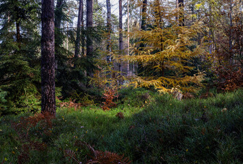 Marburg Herbstwald Spaziergang