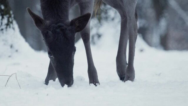 A young black European fallow deer (Dama dama) looking for food under the snow