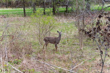 White-tailed Deer Foraging For Food In Spring