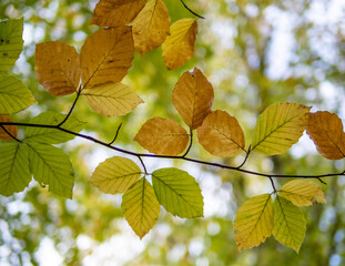 Autumn leaf in the forest