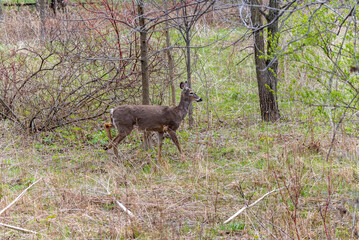 White-tailed Deer Foraging For Food In Spring