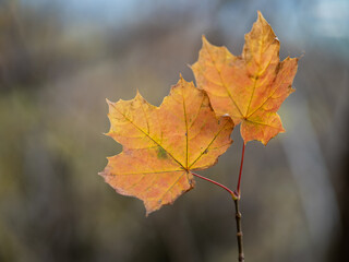 Autumn leaf in the forest